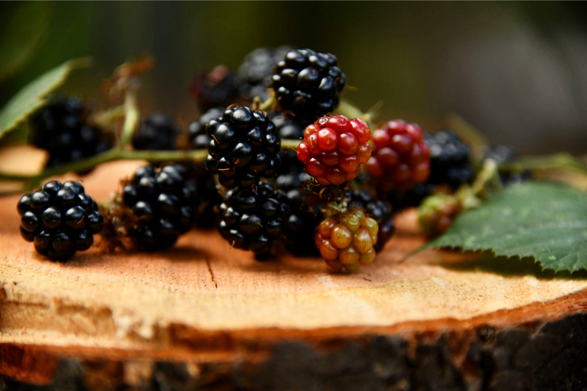 Berry Welcome Allergy-Friendly Summer Plates